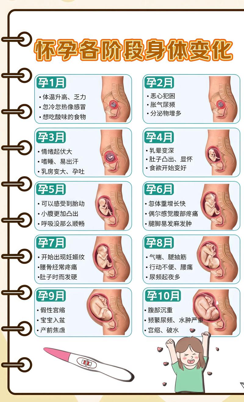 揭秘供卵代孕妈妈怀孕小腹分两节，孕期变化的奥秘鄂尔多斯代生机构: